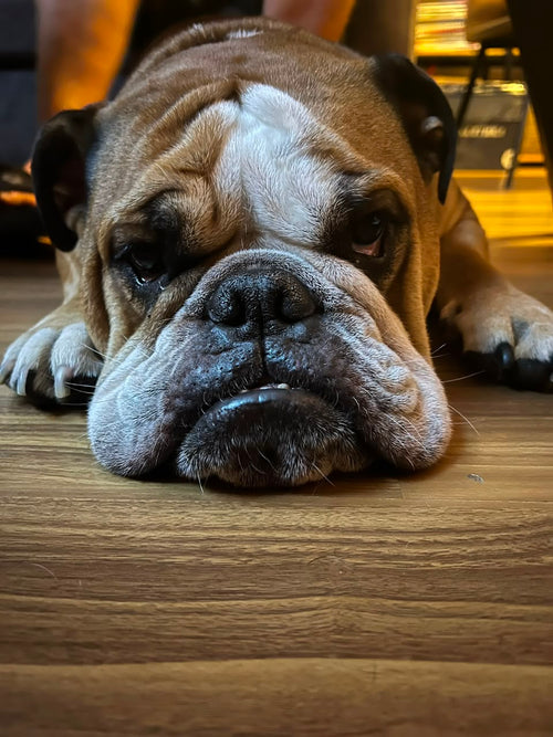 Custom Μπρελόκ Bulldog